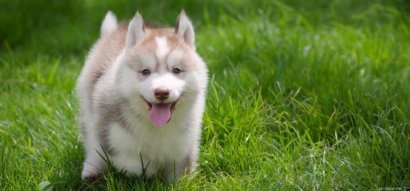 How Dogs Can Alleviate OCD Symptoms