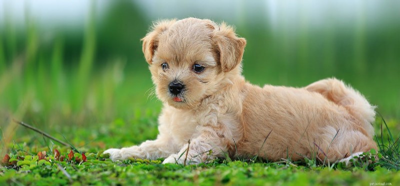 How Dogs Can Alleviate OCD Symptoms