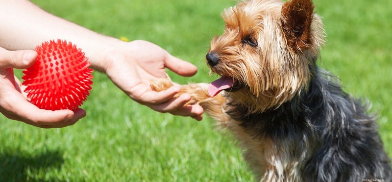 How Dogs Alleviate Panic Attacks: Trusted Insights