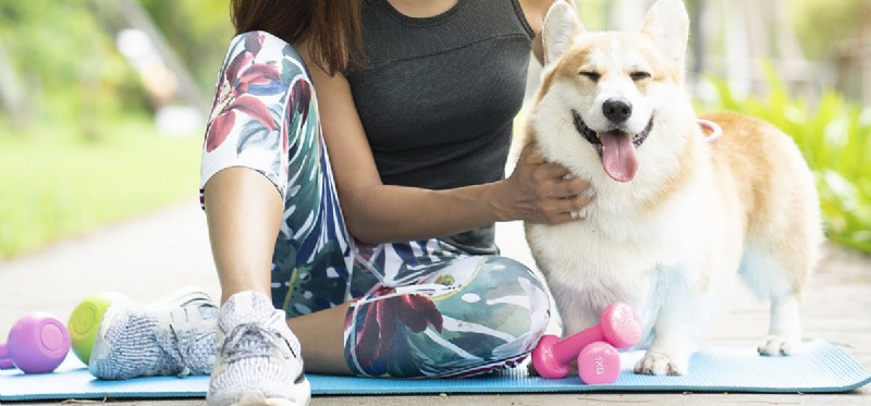 Do Dogs Really Extend Human Lifespan? Expert Insights