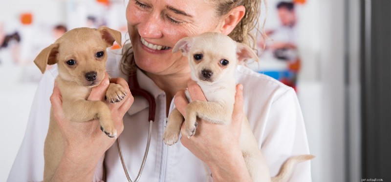 Do Dogs Really Extend Human Lifespan? Expert Insights