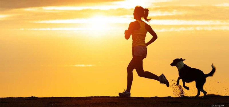 How a Dog Can Accelerate Your Weight Loss Journey