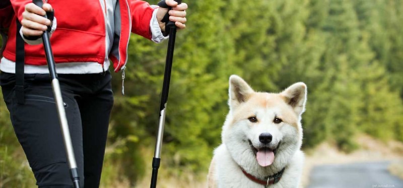 How a Dog Can Accelerate Your Weight Loss Journey