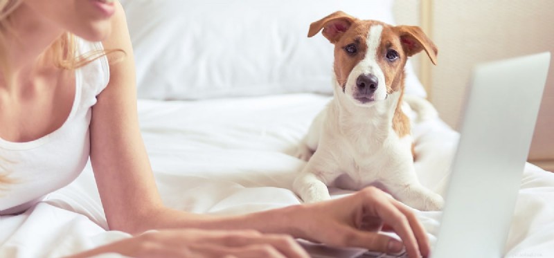 How Dogs Can Improve Your Sleep Quality