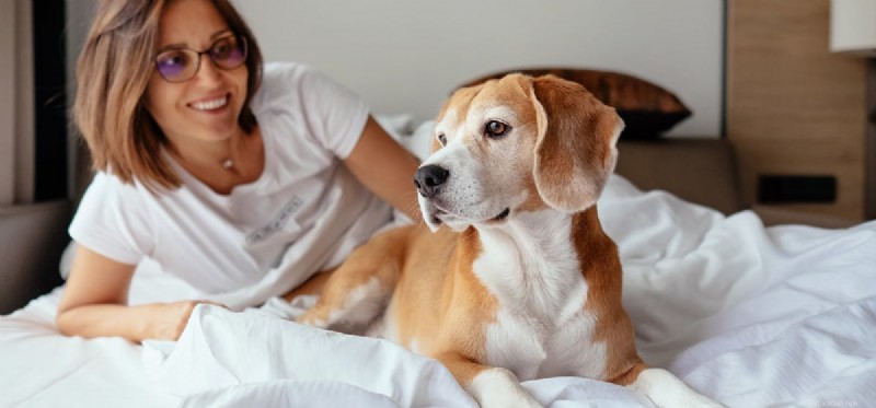 How Dogs Can Improve Your Sleep Quality