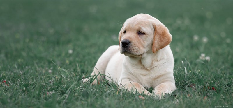 Can Dogs Imagine? Unveiling the Creative Minds of Canines