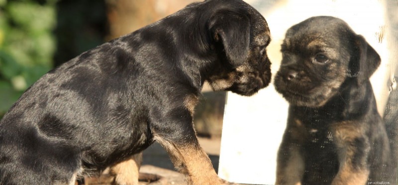Do Dogs Recognize Their Own Reflection? Unveiling the Science Behind Canine Self‑Awareness