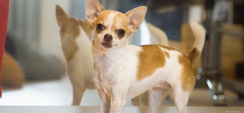 Do Dogs Recognize Their Own Reflection? Unveiling the Science Behind Canine Self‑Awareness