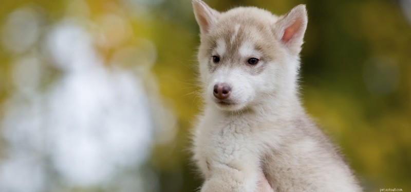Can Dogs Imagine? Unveiling the Creative Minds of Canines