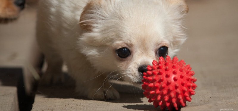 Can Dogs Imagine? Unveiling the Creative Minds of Canines