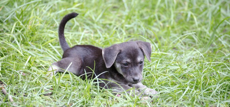 Can Dogs Imagine? Unveiling the Creative Minds of Canines