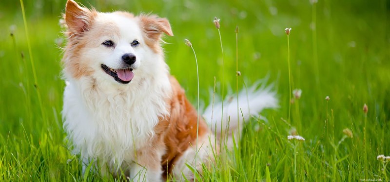 Do Dogs  Jaws Lock? Separating Fact from Fiction