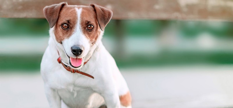 Do Dogs  Jaws Lock? Separating Fact from Fiction