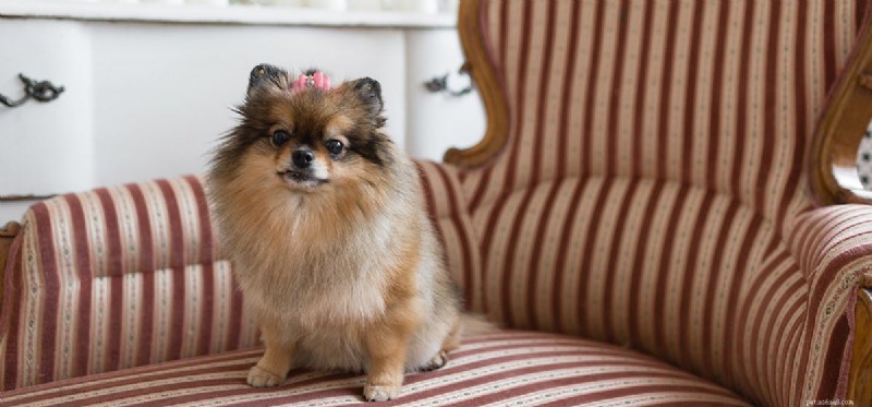 Do Dogs  Jaws Lock? Separating Fact from Fiction
