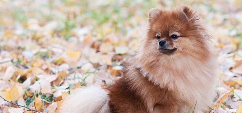Do Dogs  Jaws Lock? Separating Fact from Fiction