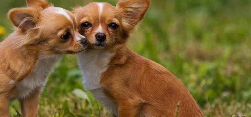 Do Dogs Actually Kiss? Decoding Licking as a Love Language