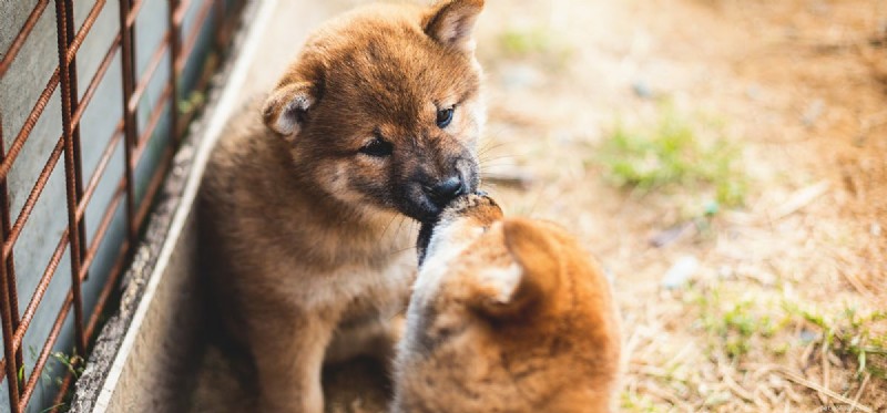Do Dogs Actually Kiss? Decoding Licking as a Love Language
