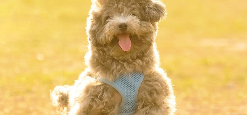 Can Your Dog Learn to Dance? Unlock the Fun of Doggy Dancing