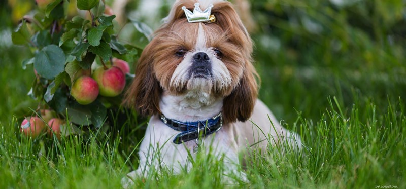 Can Your Dog Learn to Dance? Unlock the Fun of Doggy Dancing