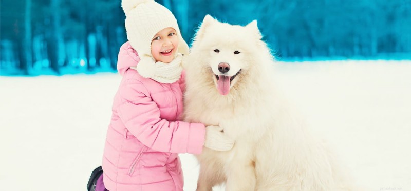 Do Dogs Truly Smile? A Scientific Look at Canine Expressions