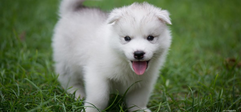 Do Dogs Truly Communicate Like Humans? Debunking the Canine Speech Myth