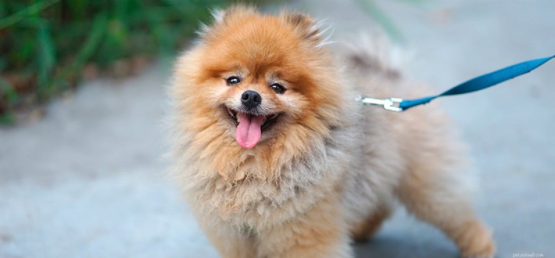 Do Dogs Truly Smile? A Scientific Look at Canine Expressions