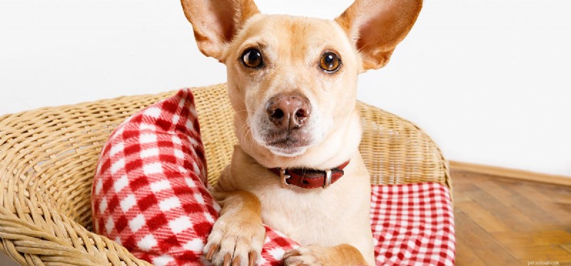 Do Dogs Truly Communicate Like Humans? Debunking the Canine Speech Myth