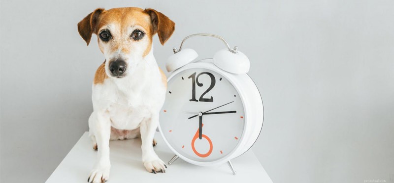 Do Dogs Really Understand Time? Uncovering Their Intriguing Timekeeping Skills
