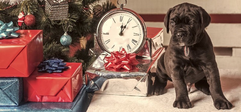 Do Dogs Really Understand Time? Uncovering Their Intriguing Timekeeping Skills