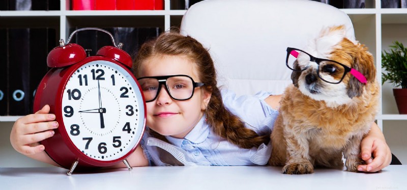 Do Dogs Really Understand Time? Uncovering Their Intriguing Timekeeping Skills