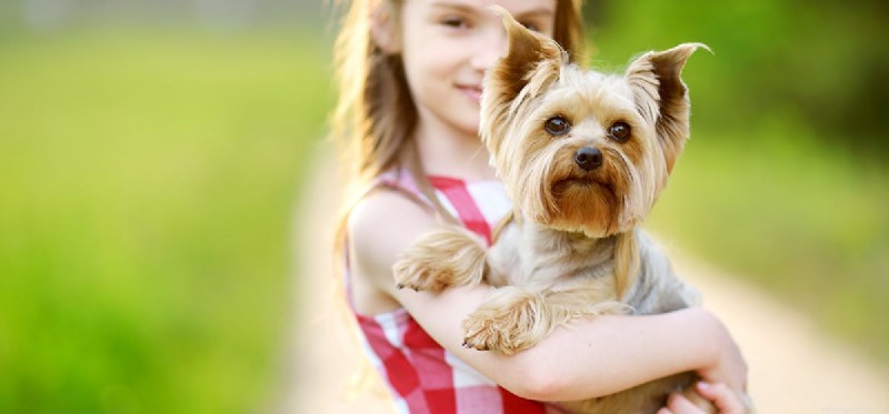 Teaching Your Dog Sign Language: A Step-by-Step Guide