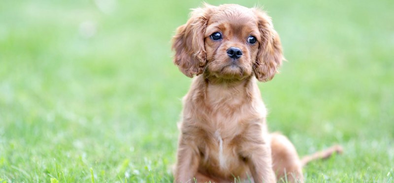 Teaching Your Dog Sign Language: A Step-by-Step Guide