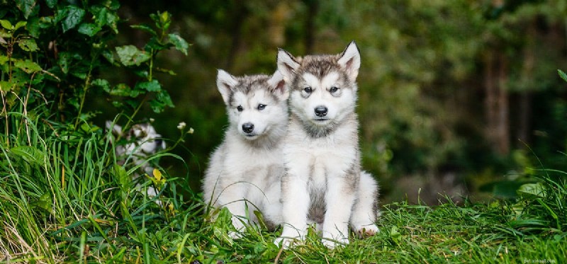 Teaching Your Dog Sign Language: A Step-by-Step Guide