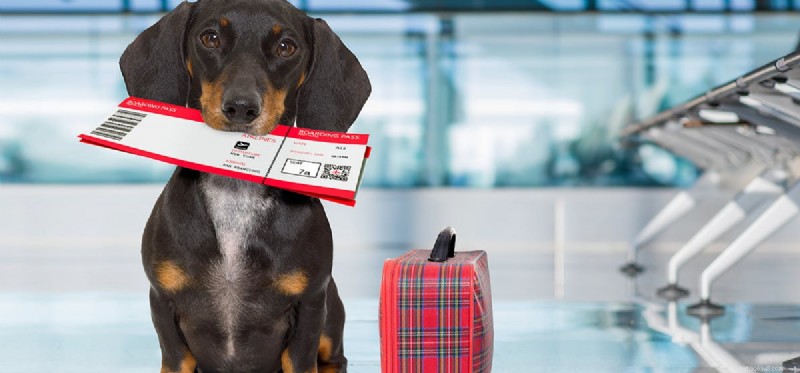 Dogs Can’t Fly – How Their Limits Shape Pet Travel