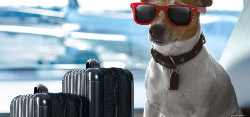 Dogs Can’t Fly – How Their Limits Shape Pet Travel