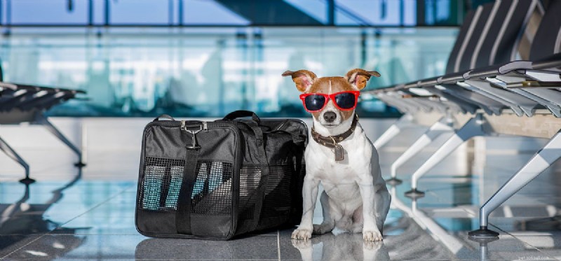 Dogs Can’t Fly – How Their Limits Shape Pet Travel