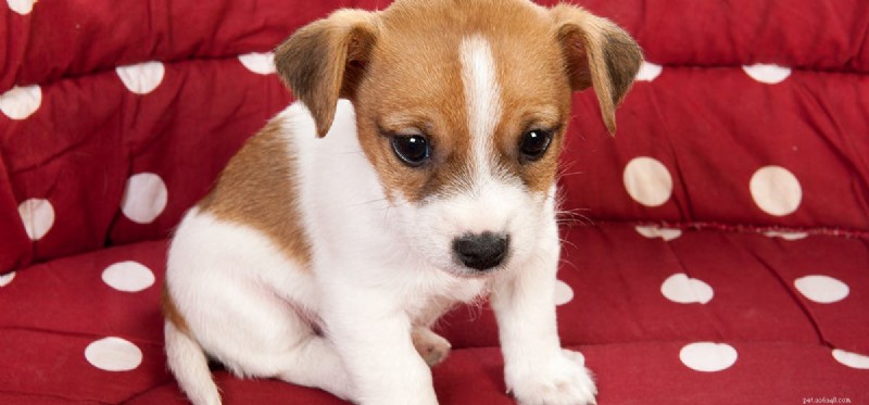Is It Safe for Dogs to Taste Lemons?