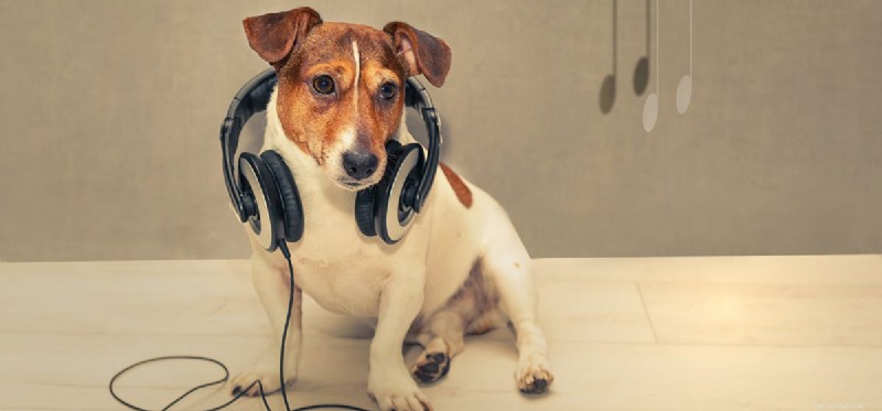 Do Dogs Enjoy Music? Understanding Their Sound Preferences