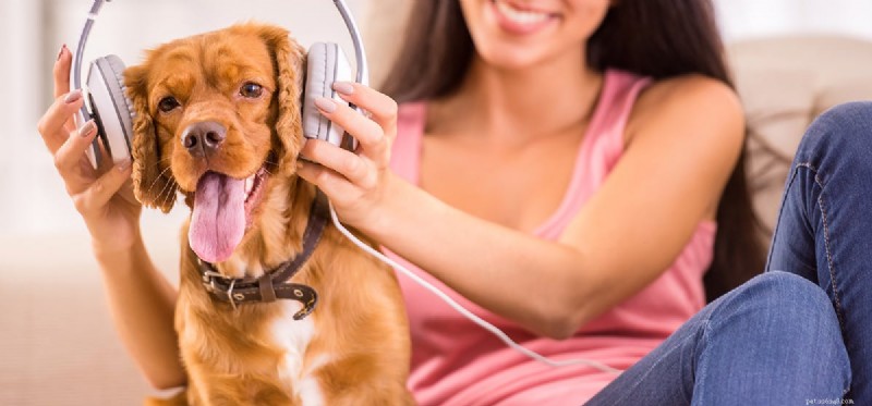 Do Dogs Enjoy Music? Understanding Their Sound Preferences