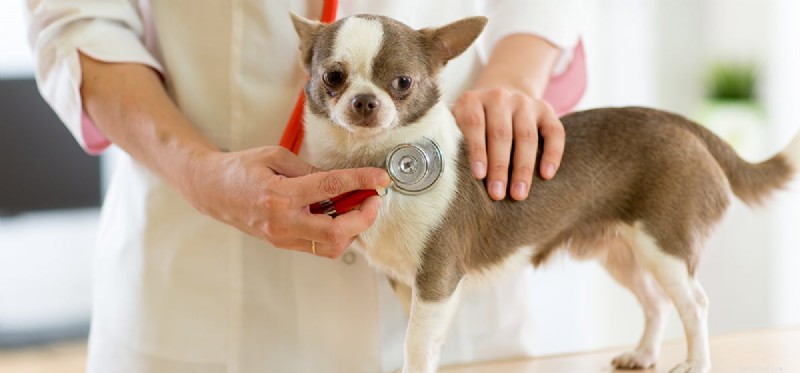 Managing Diabetes in Dogs: How to Ensure a Normal Life