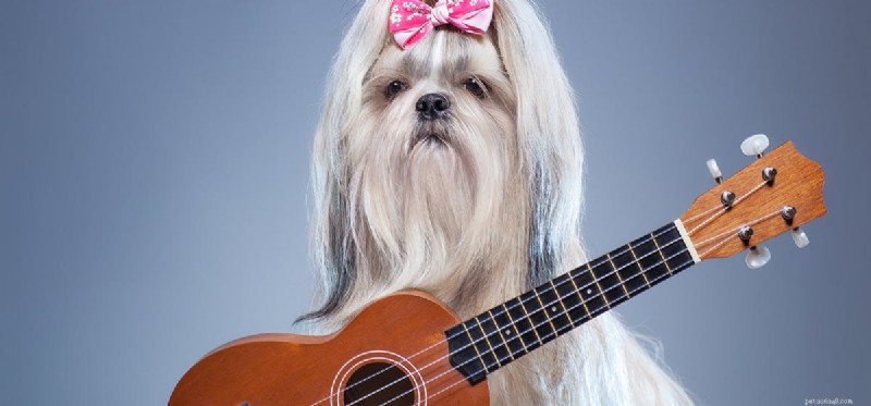 Do Dogs Enjoy Music? Understanding Their Sound Preferences