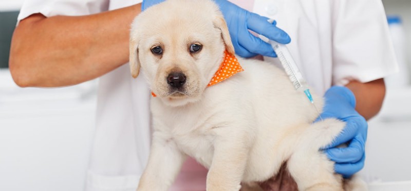 Managing Diabetes in Dogs: How to Ensure a Normal Life