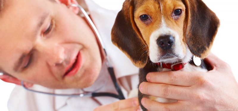 Managing Diabetes in Dogs: How to Ensure a Normal Life