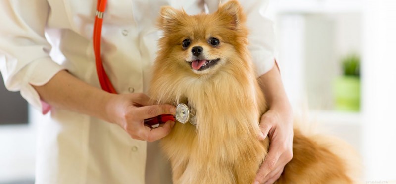 Managing Diabetes in Dogs: How to Ensure a Normal Life