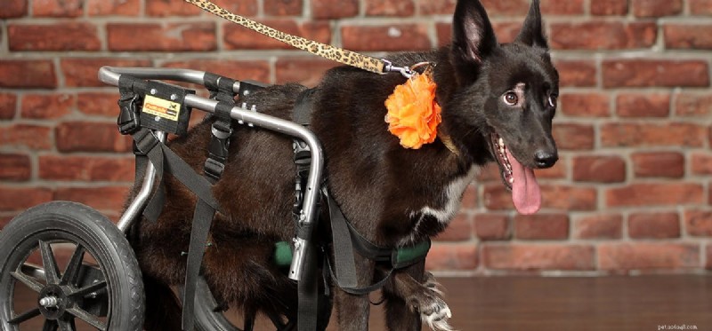 Living Well with Hip Dysplasia: Can Dogs Thrive?