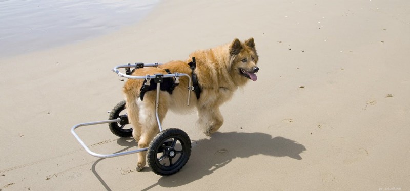 Living Well with Hip Dysplasia: Can Dogs Thrive?