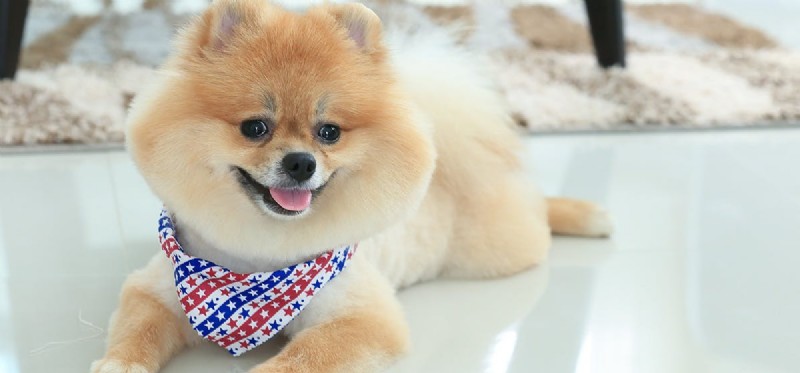 Living Between Two Homes: How Shared Custody Impacts Your Dog’s Health and Happiness