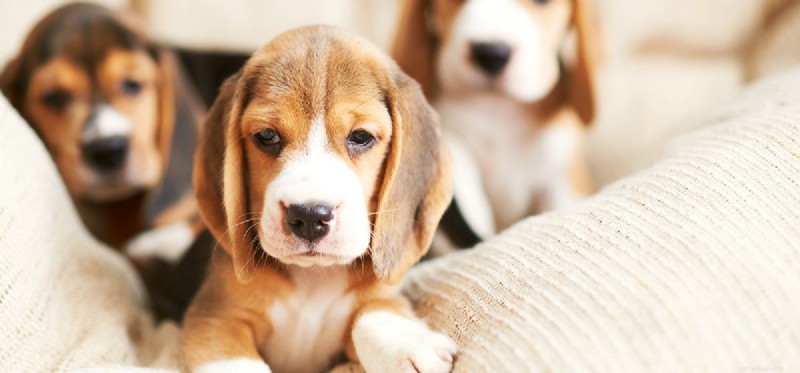 Living Between Two Homes: How Shared Custody Impacts Your Dog’s Health and Happiness