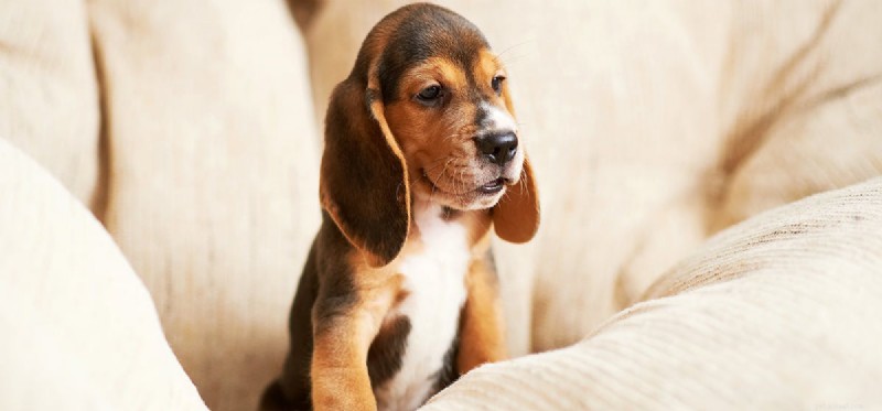 Living Between Two Homes: How Shared Custody Impacts Your Dog’s Health and Happiness