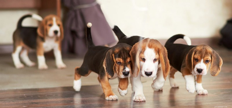 Living Between Two Homes: How Shared Custody Impacts Your Dog’s Health and Happiness